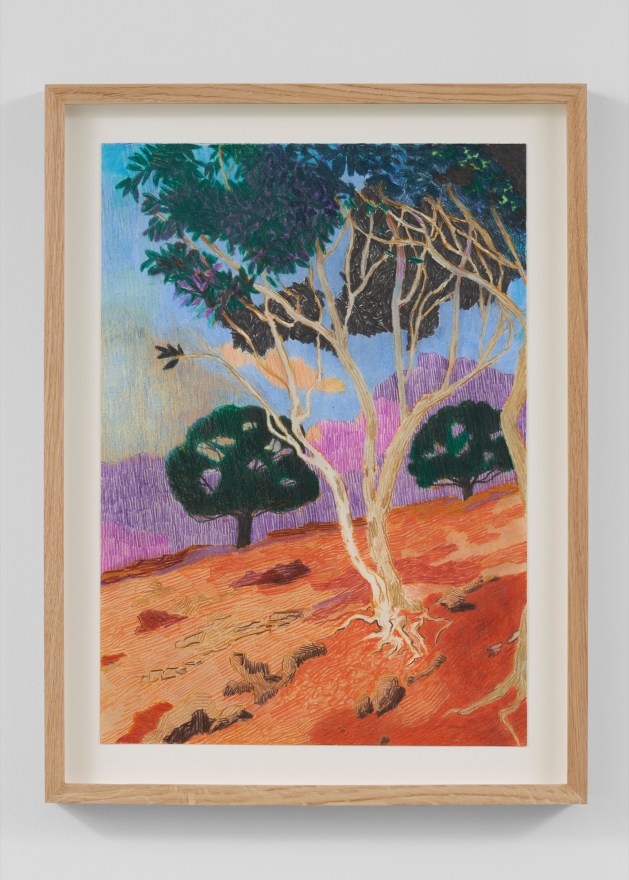 Per Adolfsen  Eucalyptus in a lava soil, 2023  Colored pencil and graphite on Hahnem&uuml;hle paper  19 3/4 x 14 3/4 in (framed)  50 x 37.5 cm  (PAD24.017)