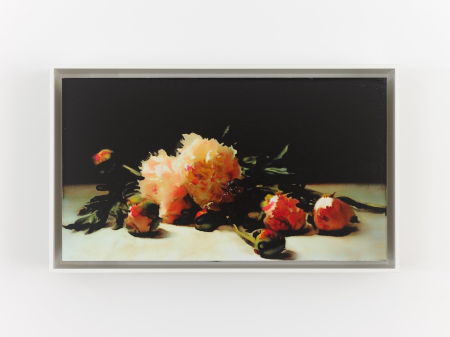 David Moy Four Early Summer Peonies, 2025 Ultrachrome inkjet on panel with varnish 6 x 10 1/4 in (framed) 15.2 x 26 cm (framed) (DMO25.006)