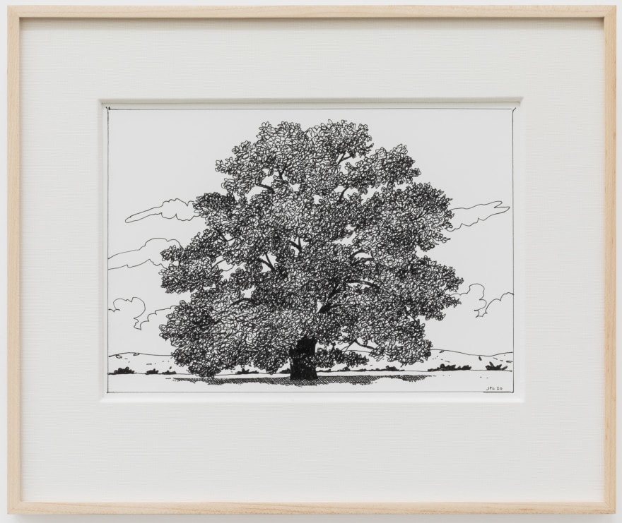 Jake Longstreth, Untitled (Oak), 2020. ink on paper, 12 x 14 in (12 &frac12; x 15 in. framed), 30.5 x 35.6 cm (31.75 x 38 cm, framed) (JLO20.049)