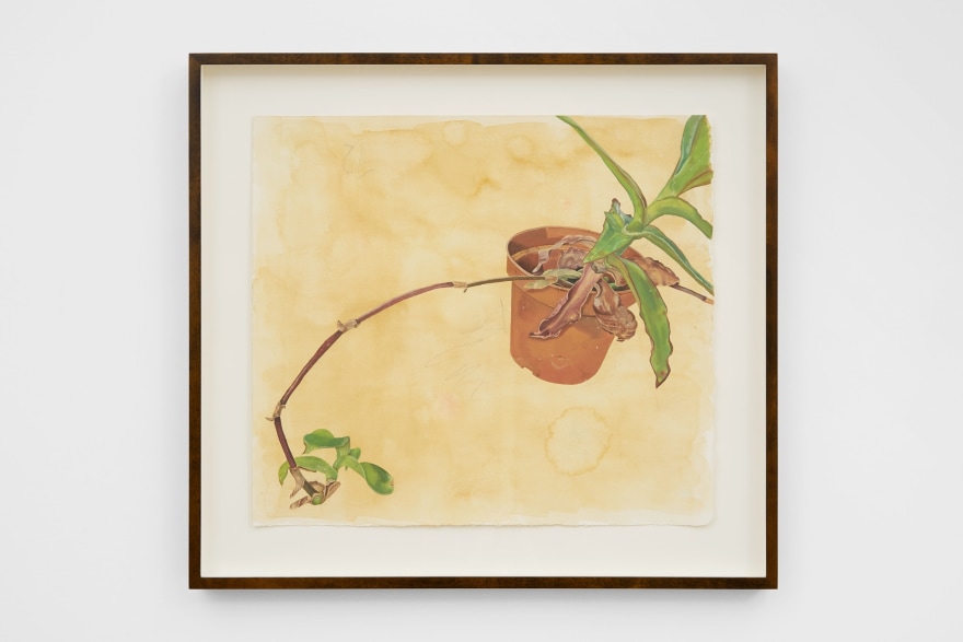 Michael Cline Basket Plant, 2022 Watercolor, pencil, and oil on paper 20 1/2 x 22 1/2 x 1 3/4 in (framed) 52.2 x 57.3 x 4.5 cm (framed) (MCL22.011)