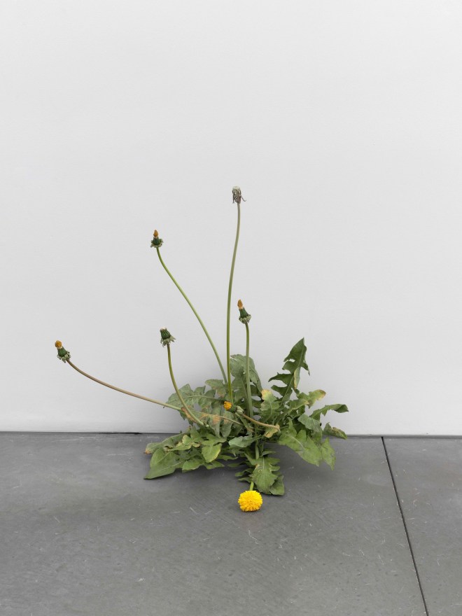 Tony Matelli Weed, 2024 Painted bronze 22 x 21 x 16 in 55.9 x 53.3 x 40.6 cm (TMA24.012)