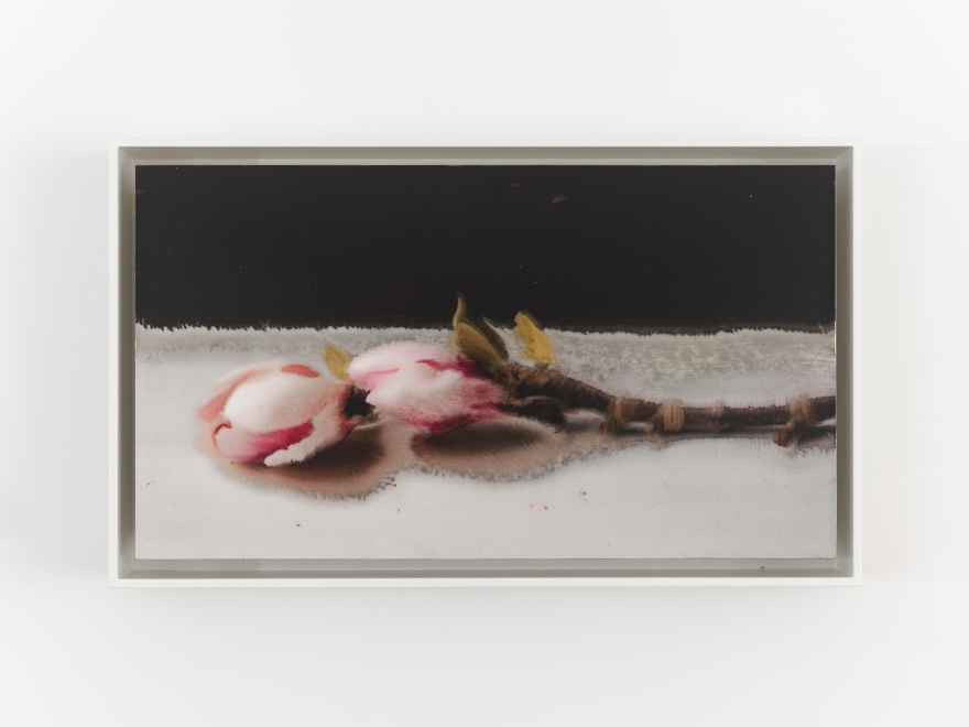 David Moy Three Magnolias, 2025 Ultrachrome inkjet on panel with varnish 6 x 10 1/4 in (framed) 15.2 x 26 cm (framed) (DMO25.011)