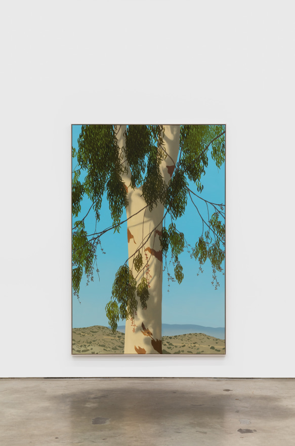 Jake Longstreth Sand Canyon (Eucalyptus 2), 2021 oil on muslin 84 x 56 in 85 x 57 x 2.5 in, framed (JLO20.084)
