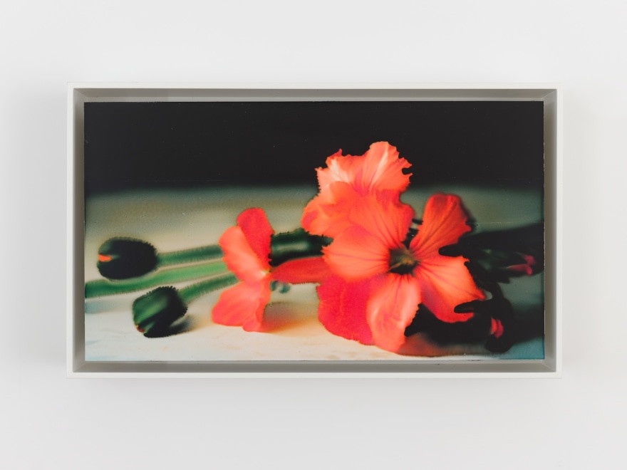 David Moy Six Geraniums, 2025 Ultrachrome inkjet on panel with varnish 6 x 10 1/4 in (framed) 15.2 x 26 cm (framed) (DMO25.015)