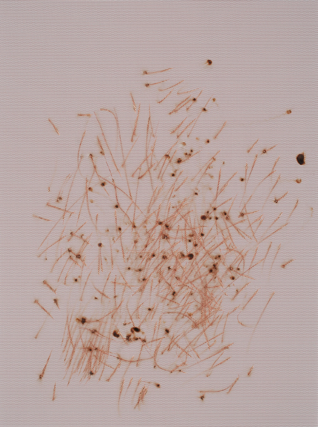 Thomas Wachholz, Ohne Titel (Reibl&auml;che), 2016. Red phosphorous, binder on paper, 26.77 x 19.7 inches, 68 x 50 cm (TW16.041)