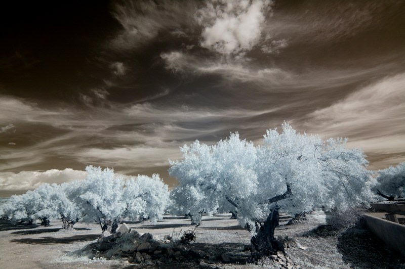 Lou Reed - Photography