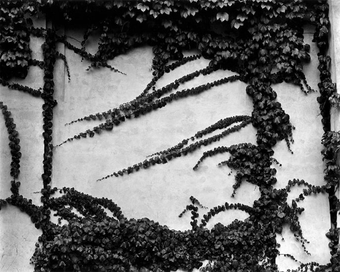 Brett Weston - Ivy on Wall, New York