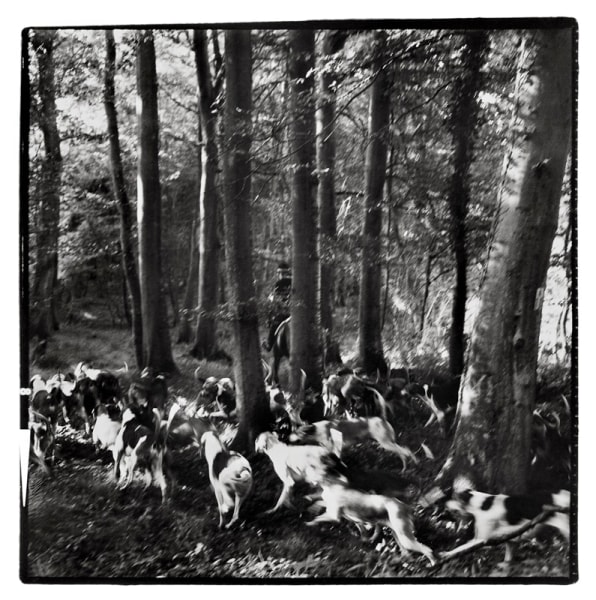 Jonathan Becker - La Chasse au Cerf, Normandie