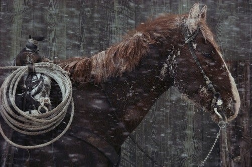 William Albert Allard- Calving Time