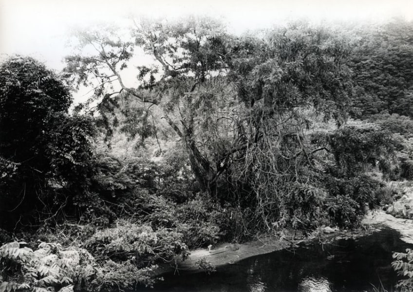 Daido Moriyama - Memory of a Dog 6