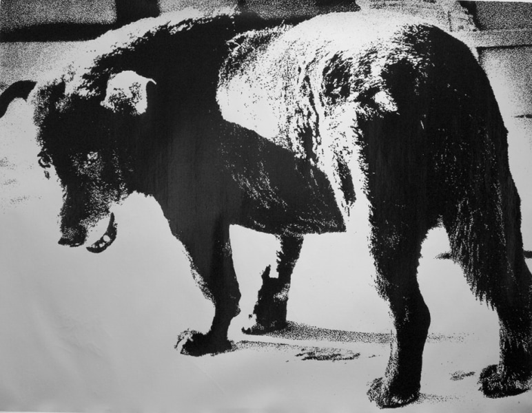 Daido Moriyama - Stray Dog