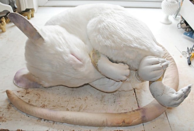 Mister Finch, Felinka Mouse