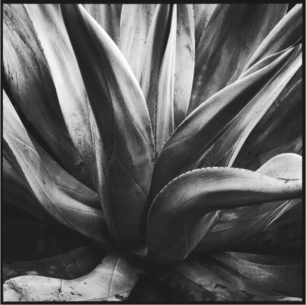 Mark Seliger- Agave