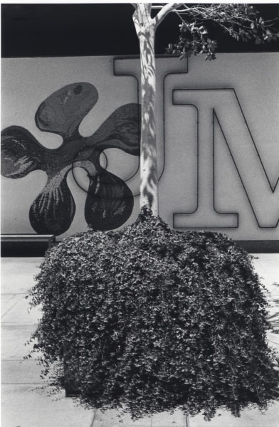 Burk Uzzle, Upside Down Tree