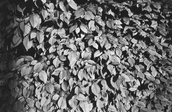 Andy Warhol - Leaves