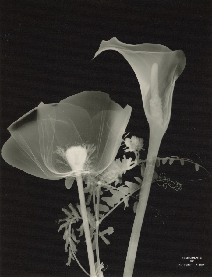 LAWRENCE WILLIAMS HOUSER CO. - X RAY FLORAL PHOTOGRAPH FOR DUPONT FILMSTOCK