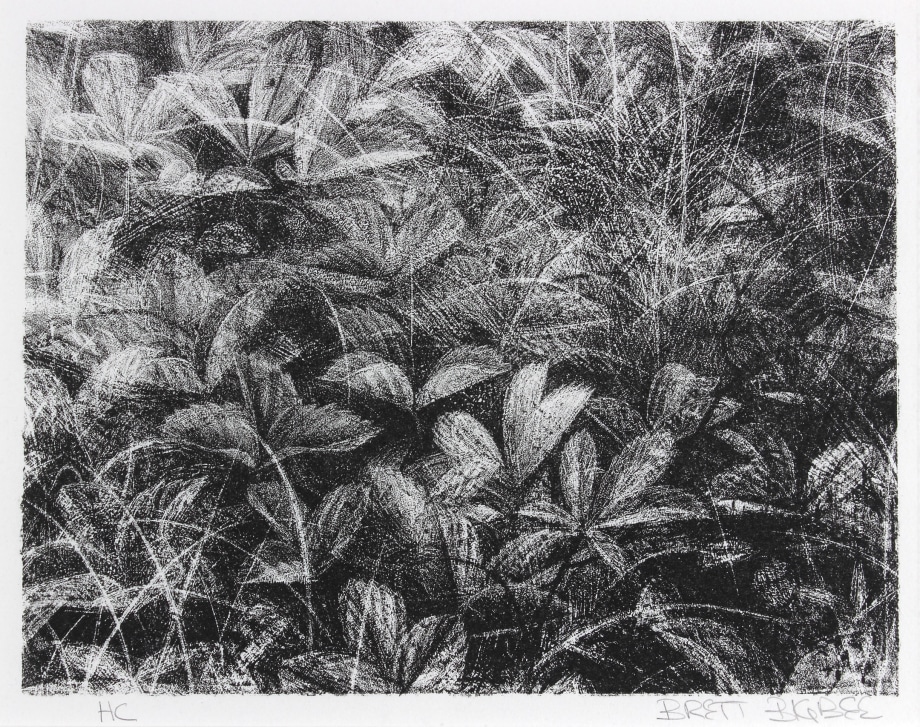 Ground Cover, 1997, lithograph on Rives BFK paper, 12 1/8 x 13 1/2 inches