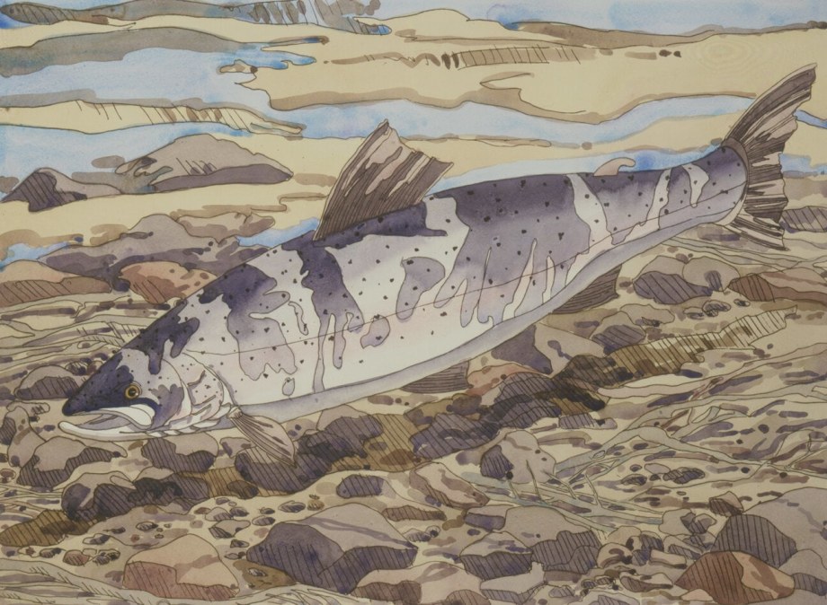 Salmon,&nbsp;1977, etching, 26 3/4 x 36 inches