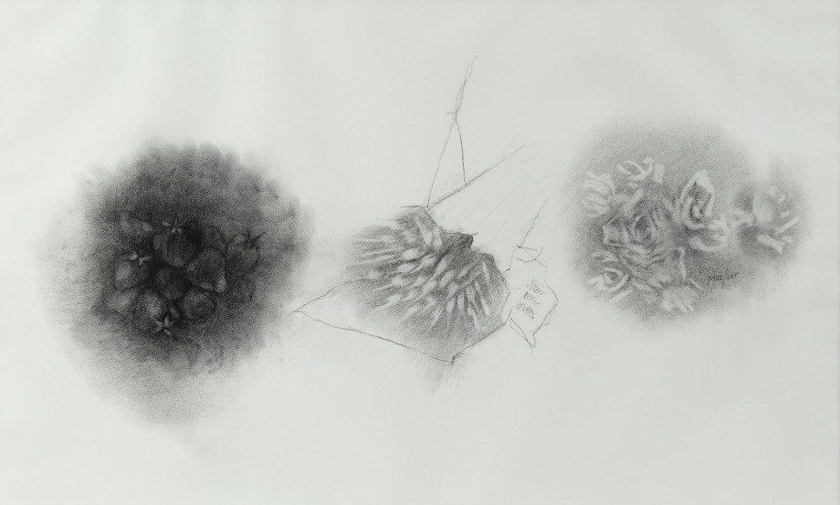 Fraises, Radis, Roses,&nbsp;1964, charcoal on paper, 29 5/8 x 42 3/8 inches