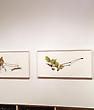 Video of the &quot;David Morrison: Spring Microcosm&quot; exhibition opening! -