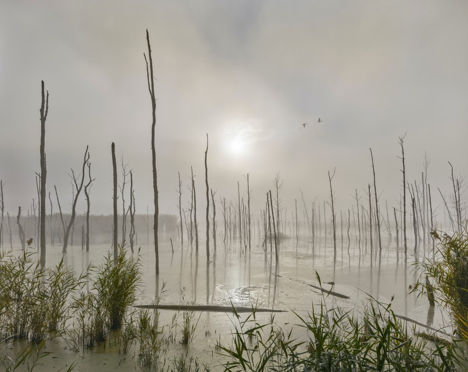 Little Vlei, Rhinebeck, 2022. Chromogenic print, 50 x 60 inches.