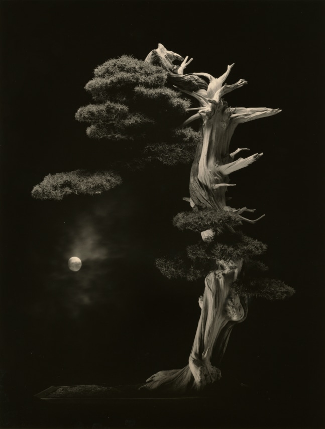 Bonsai #4001,&nbsp;2018. Gelatin silver print, 13&nbsp;1/8&nbsp;x 13 1/4 inches.