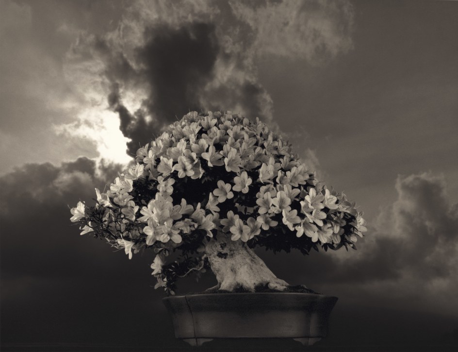 Bonsai #4031,&nbsp;2019. Gelatin silver print, 10 3/16 x 13 3/8&nbsp;inches.