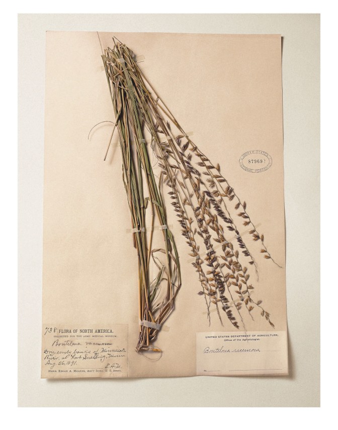 Smithisonian, Bouteloua, 1891, from the series Specimens, 2000, 24 x 20&nbsp;or 34 x 26 inch Iris print