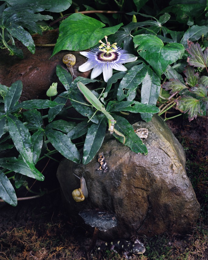 Photograph by Sharon Core. A close-up garden scene including a praying mantis, leaves, and flowers.