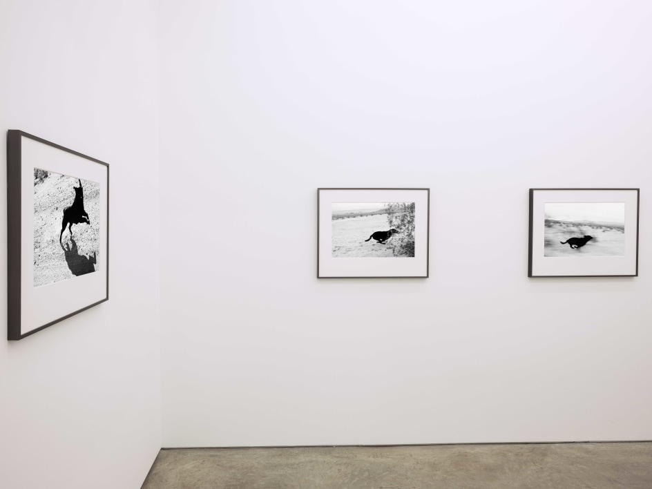 Installation view, John Divola,&nbsp;Dogs Chasing My Car in the Desert, Yancey Richardson Gallery, 2023.