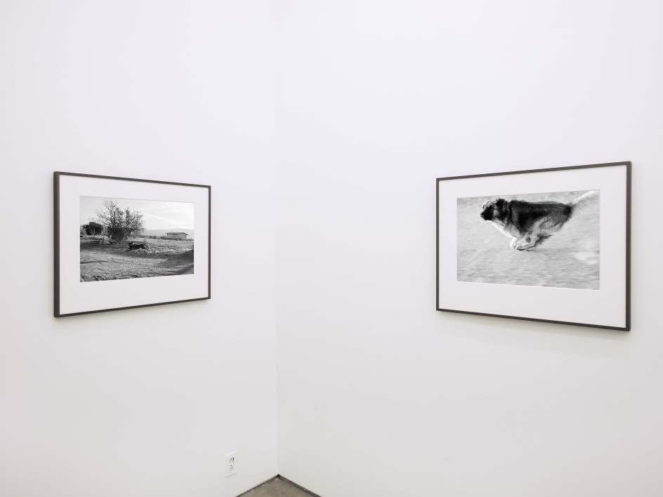 Installation view, John Divola,&nbsp;Dogs Chasing My Car in the Desert, Yancey Richardson Gallery, 2023.