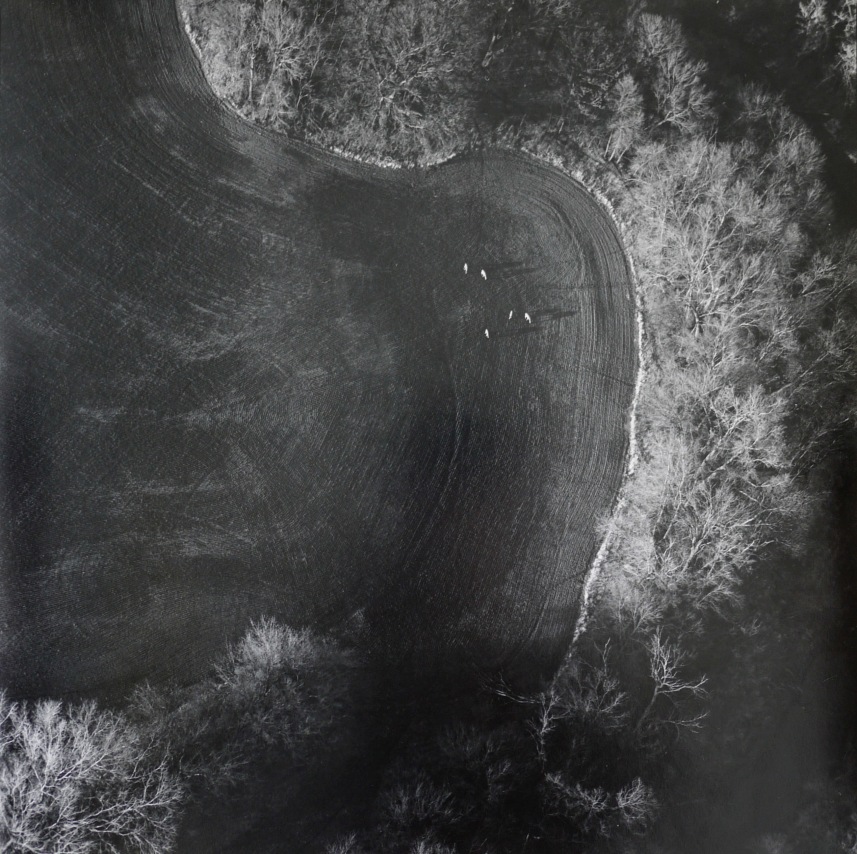 Terry Evans,&nbsp;Deer Grazing on New Winter Wheat, Saline County, Kansas, March 1990. Gelatin silver print, image: 15 x 14 7/8 inches, paper: 20 x 16 inches.