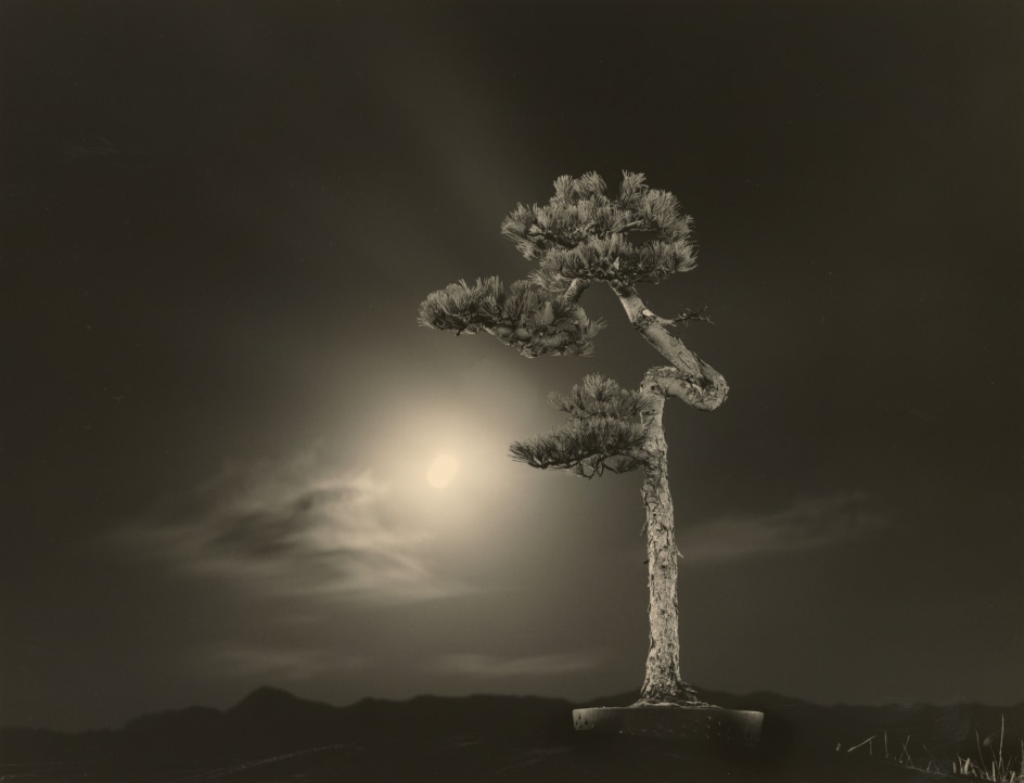 Bonsai #4022,&nbsp;2019. Gelatin silver print, 10 3/16 x 13 1/4 inches.