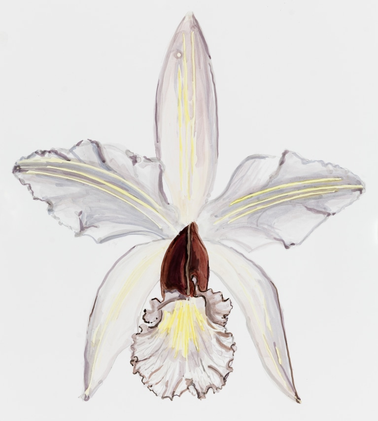 Sharon Core, Orchid: Cattleva intermedia, Page 85, 2023. Archival ink on paper, 19 x 16 5/8 inches.