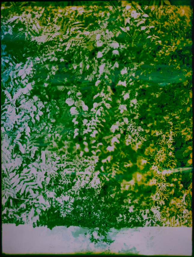 Bryan Graf,&nbsp;Telepathic Jungle #27, 2022. Unique chromogenic photogram, 58 x 43 1/4 inches.