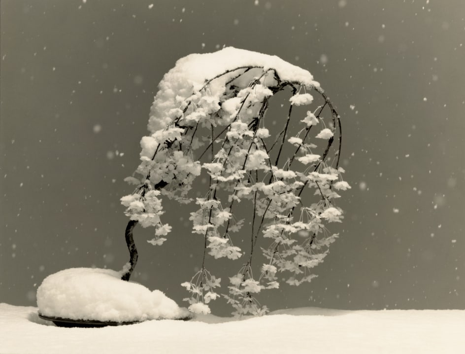 Bonsai #4026,&nbsp;2019. Gelatin silver print, 10 1/4&nbsp;x 13 1/4 inches.