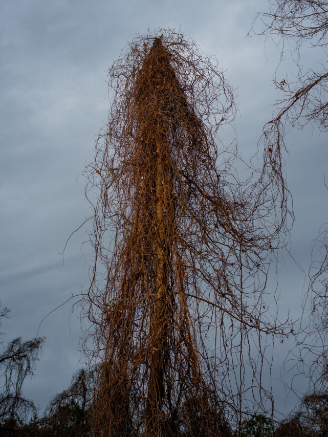 Kudzu, 2018.&nbsp;Archival pigment print. From the series&nbsp;Knit Club.