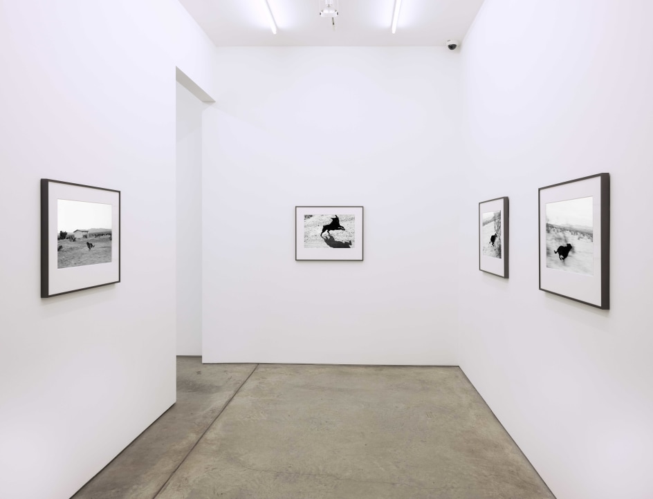 Installation view, John Divola,&nbsp;Dogs Chasing My Car in the Desert, Yancey Richardson Gallery, 2023.