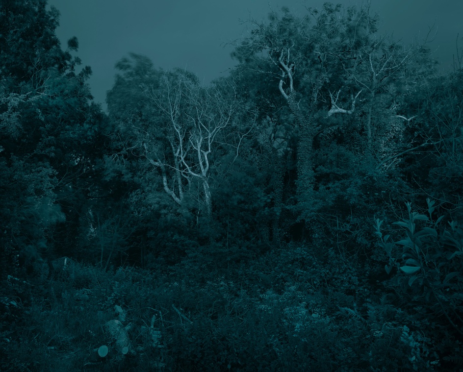 Ash Dieback, Moonlight,&nbsp;Wales 2020. Chromogenic print, 86 x 70 inches.&nbsp;