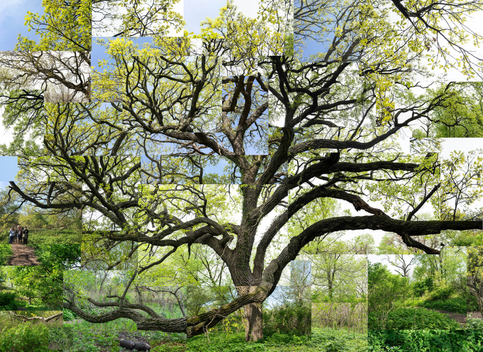 Spring Bur Oak, Chicago, Jackson Park,&nbsp;2019. Archival pigment print, 40 x 50 inches.&nbsp;