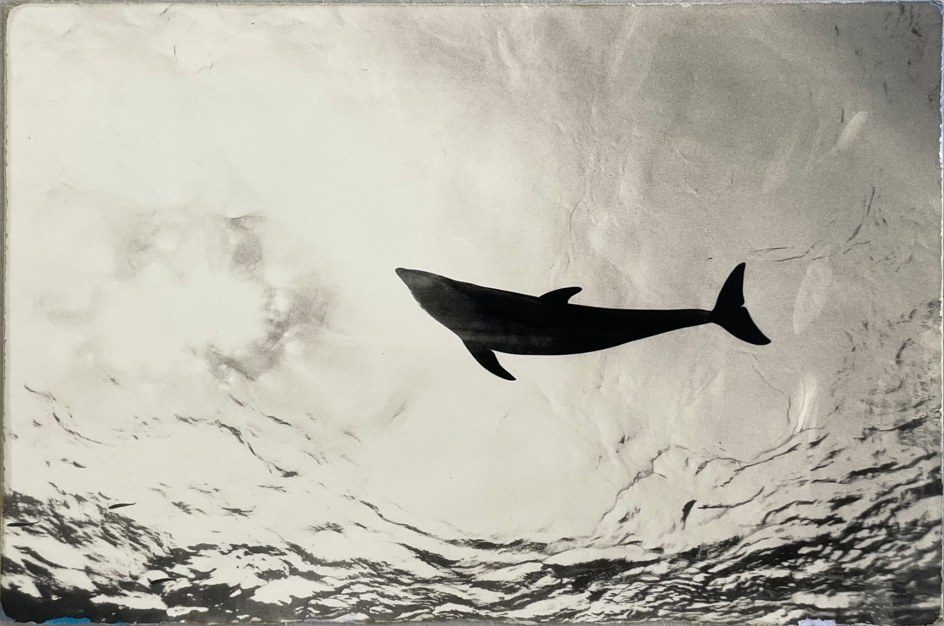 Masao Yamamoto, Untitled #1316 (from Nakazora), 2005. Gelatin silver print, 4 x 6 inches.