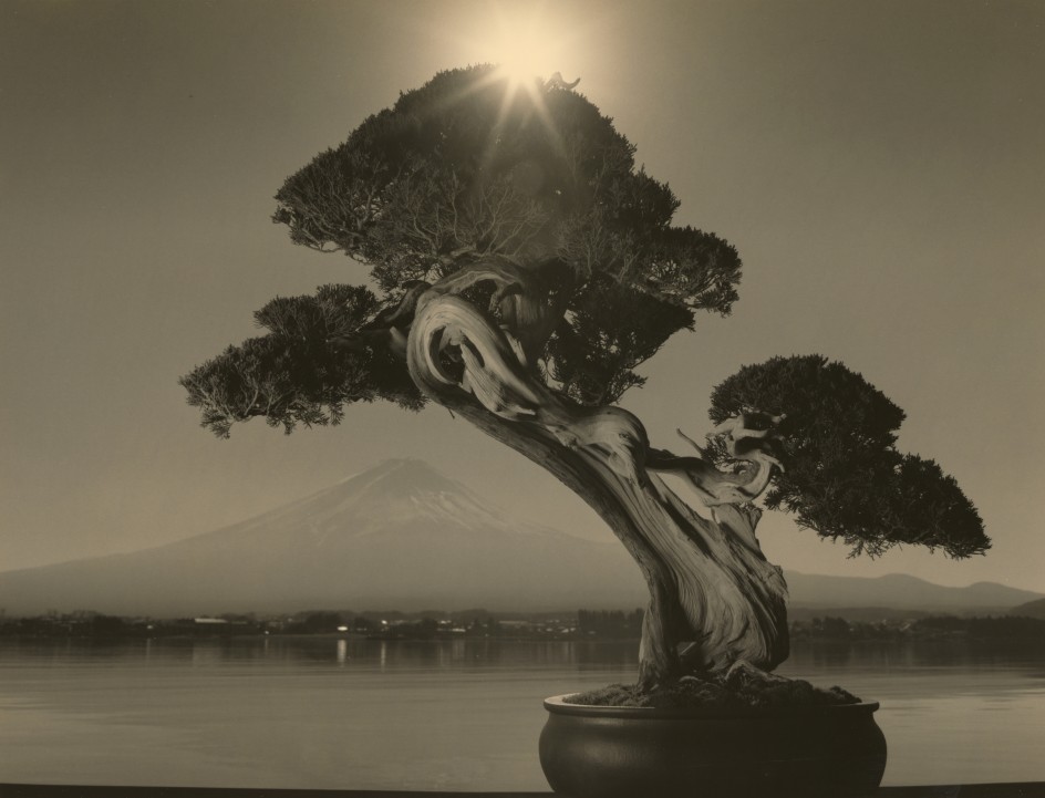 Bonsai #4018,&nbsp;2019. Gelatin silver print, 11&nbsp;x 14 inches.