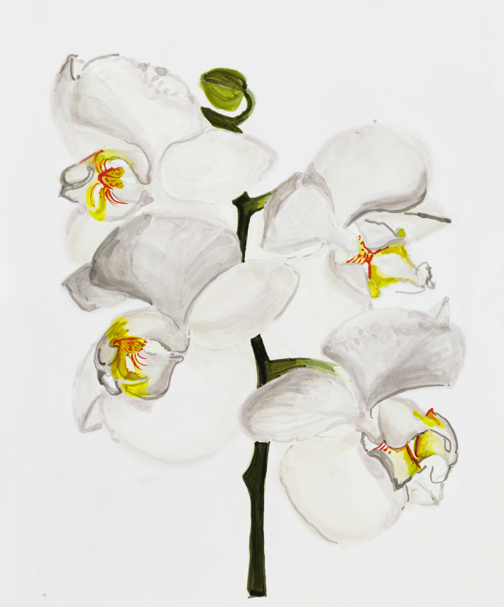 Sharon Core, Orchid: Phalaenopsis sanderiana, Page 81, 2023. Archival ink on paper, 19 1/8 x 17 inches.