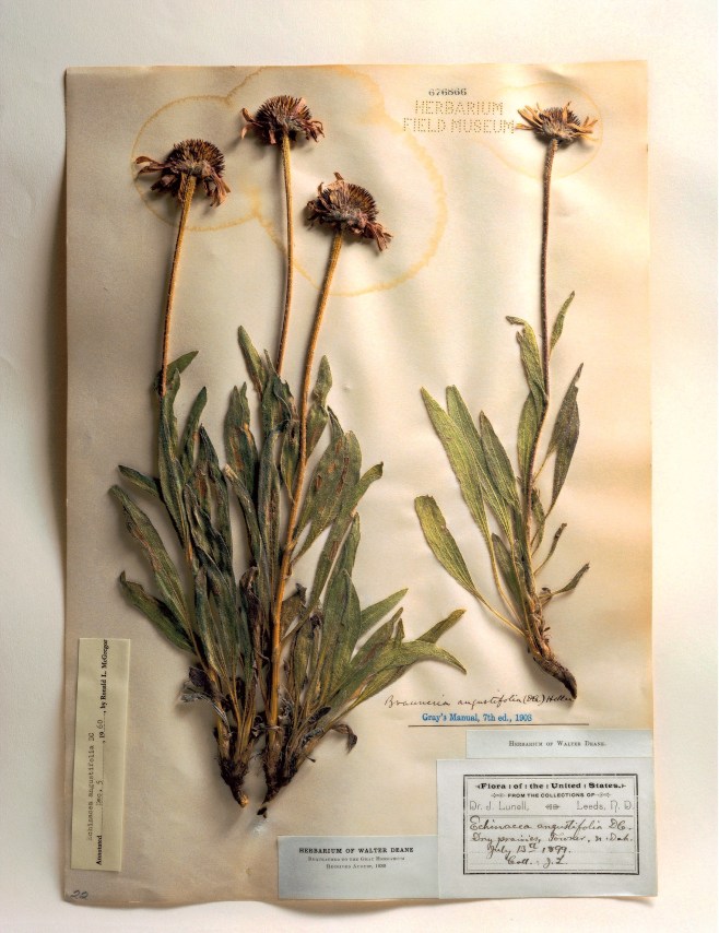 Field Museum, Echinacea, 1899, 2000. Archival pigment print, 24 x 20 inches.