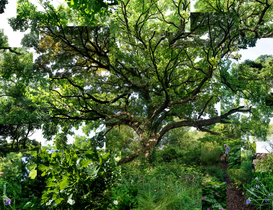 Summer Bur Oak, 2019. Archival pigment print, 30 x 39 inches.