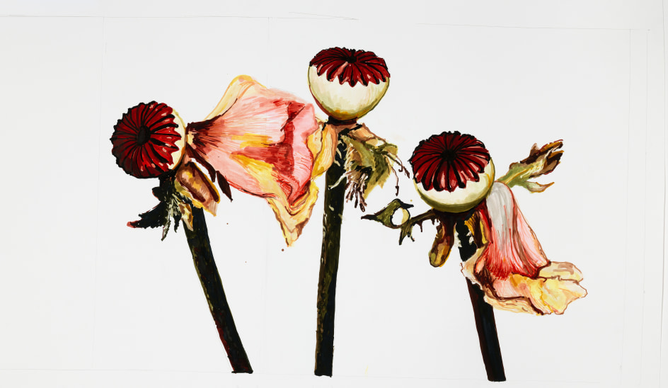 Sharon Core, Poppy: Single Oriental Poppy, variety unrecorded, Pages 22, 23, 2023. Archival ink on paper, 19 x 29 5/8 inches.