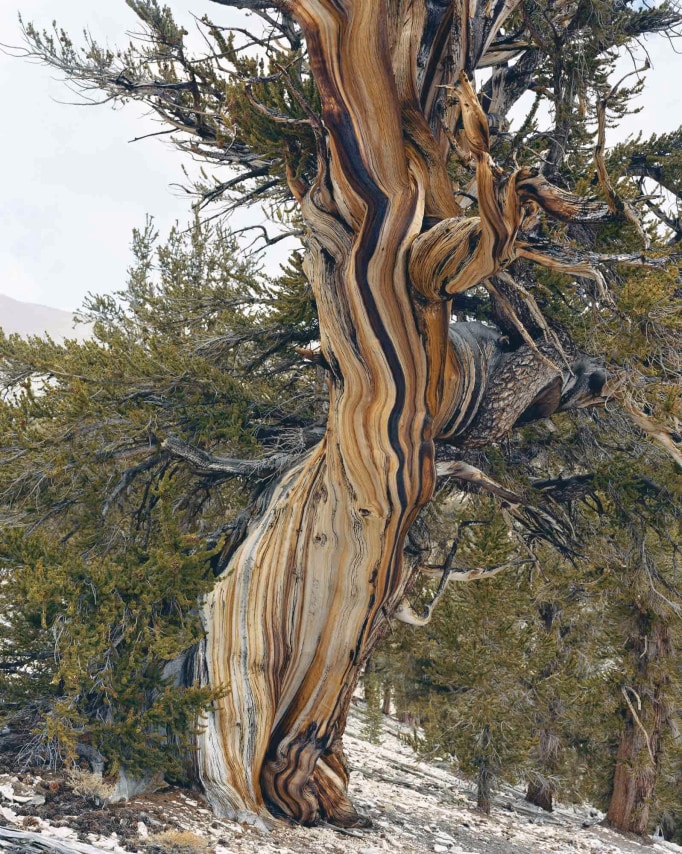 Mitch Epstein, Patriarch Grove, Ancient Bristlecone Pine Forest, California, 2021. Archival pigment print, 45 x 36 inches.