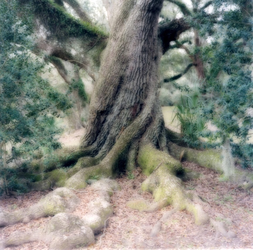 Avery Island, Louisiana (2-07-19c-4),&nbsp;2007,&nbsp;19 x 19,&nbsp;28 x 28,&nbsp;or 38 x 38 inch&nbsp;archival pigment print