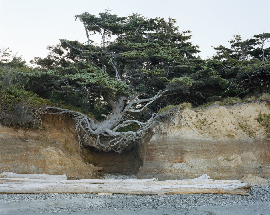 Kalaloch, Olympic National Park, Washington, 2017. Chromogenic print.