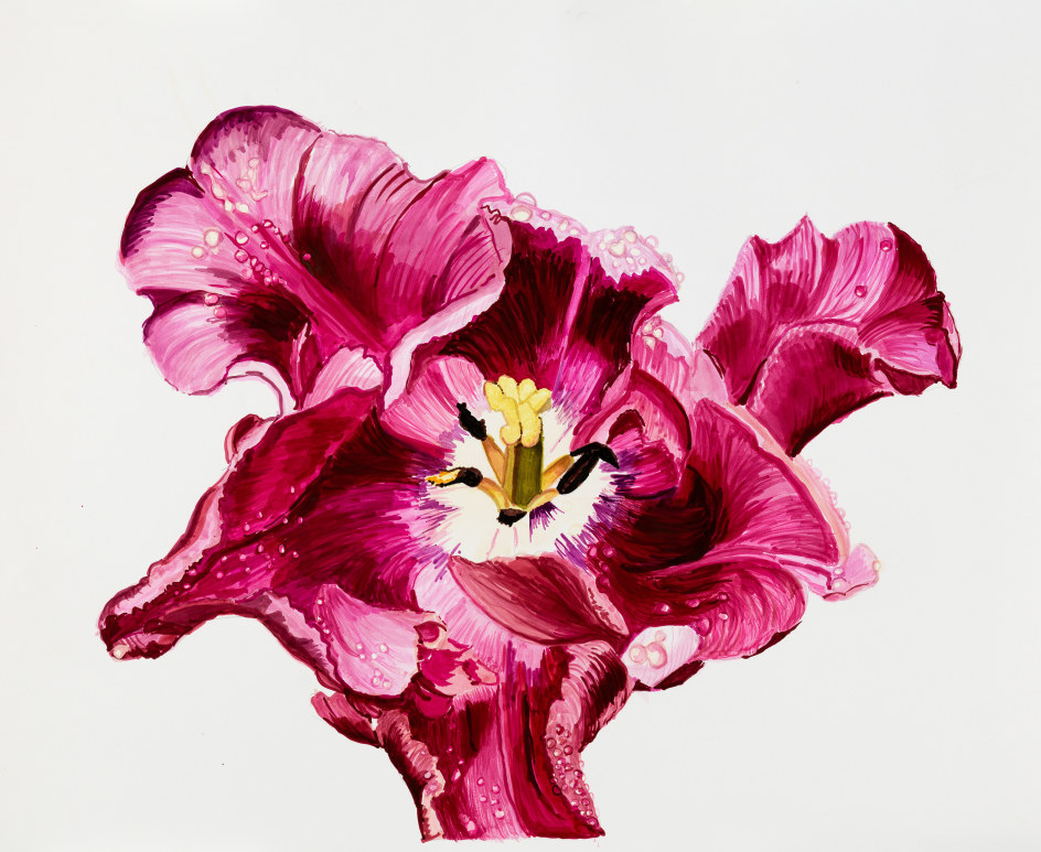 Sharon Core, Tulip, Parrot Tulip: Blue, Pages 30, 31, 2023. Archival ink on paper, 21 1/2 x 26 inches.